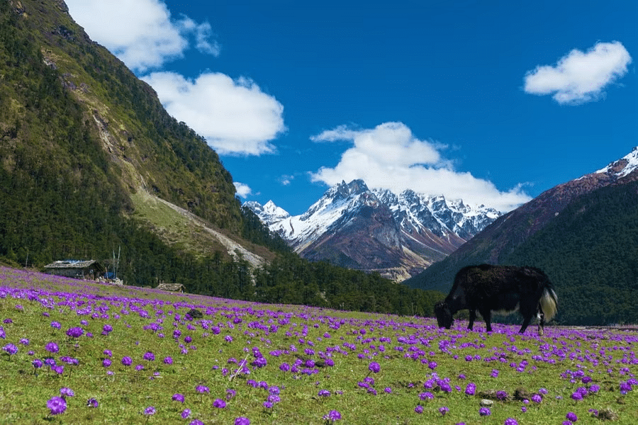 Luxury Gangtok Darjeeling